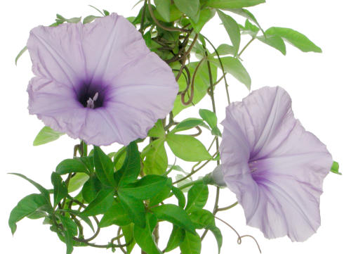 モミジヒルガオ